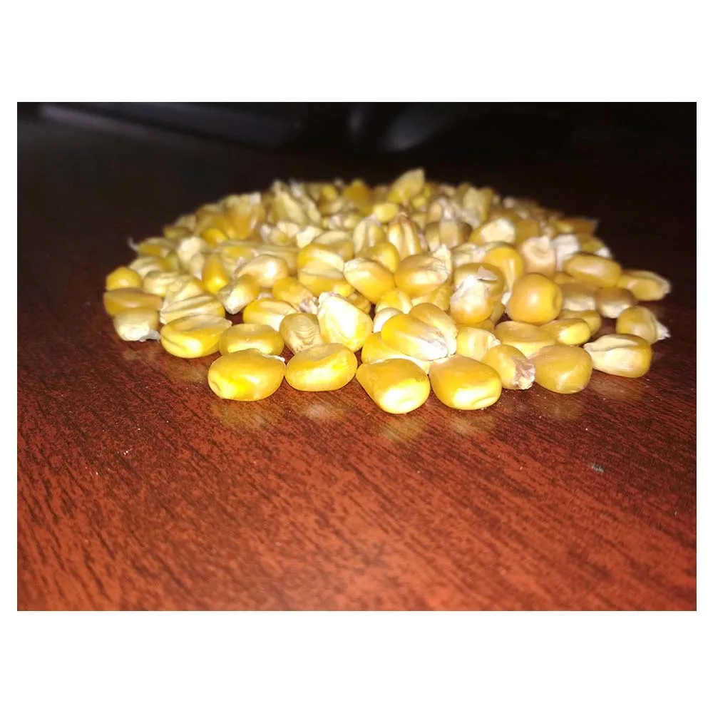 wholesale Sell Yellow Corn Maize Grains for Animal Feed