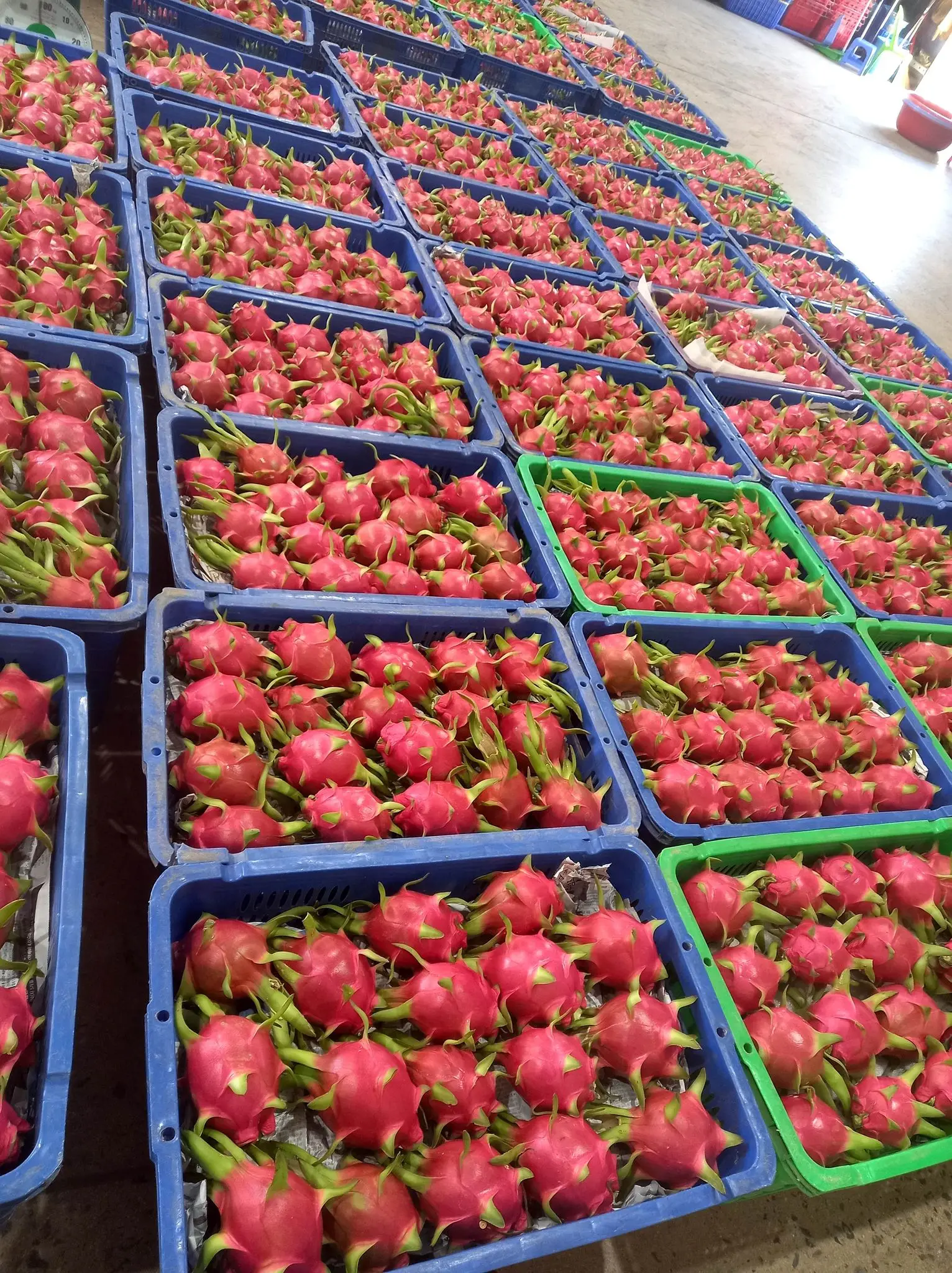 350-650 gram Dragon Fruit / Grade A For Export | Vietnam Agriculture Food CO., LTD