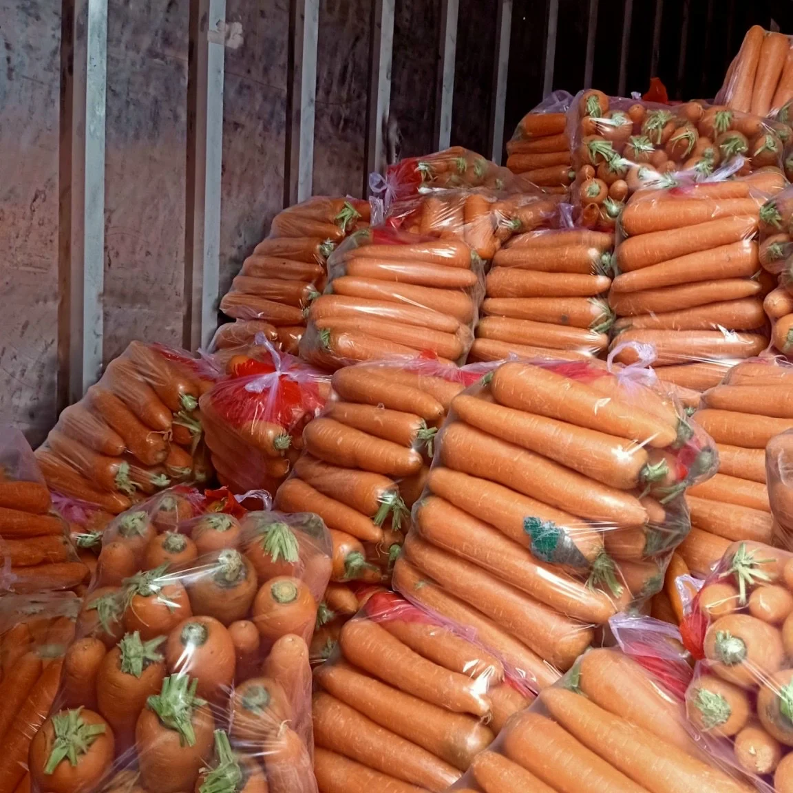 Высококачественный Свежий Оранжевый цвет моркови из Вьетнама, Лучшая цена для свежих импортеров овощей