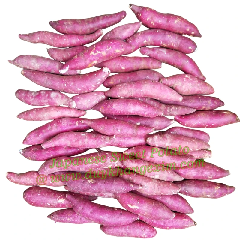 JAPANESE SWEET POTATO/ Call DK Exim (Whatsapp +84 769 026 486)