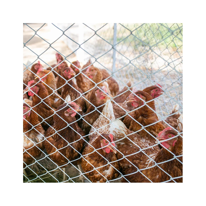 Fresh Eggs High Quality Private Label 100% Natural Suppliers Animal Products Collagen Breakfast Food Chicken Eggs