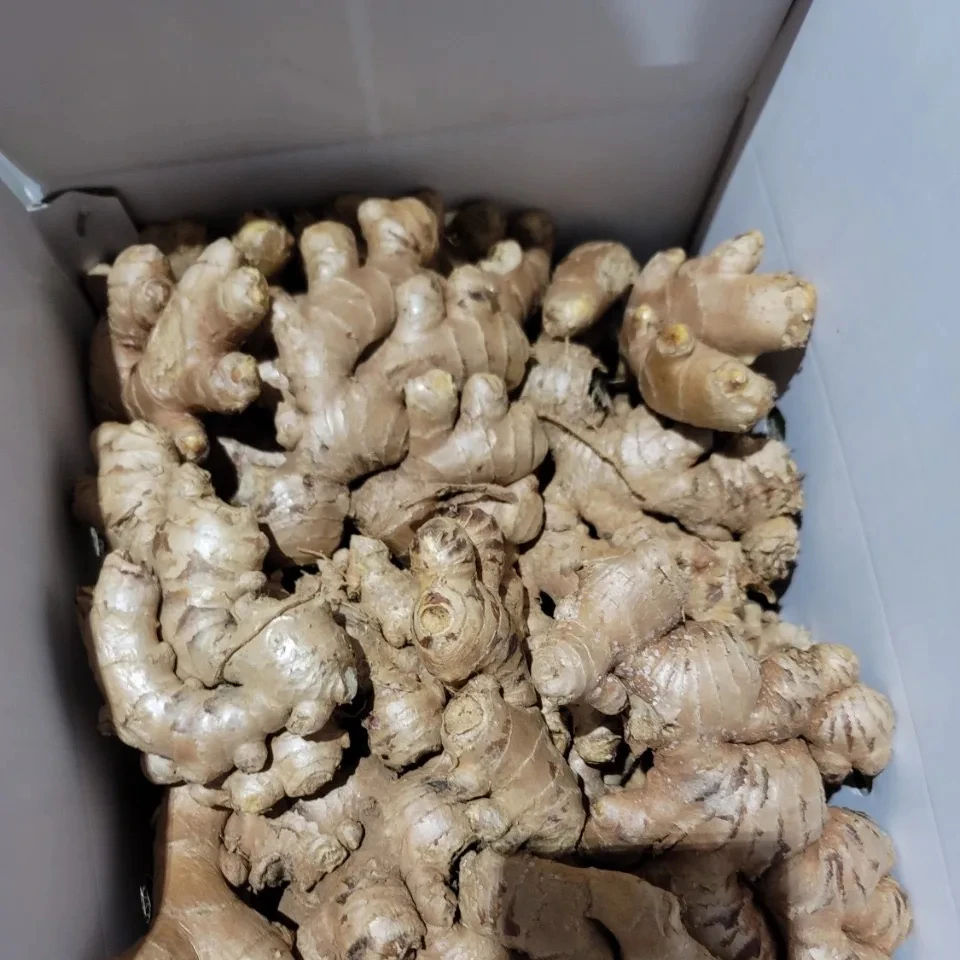 Good Market Price Per Ton Fresh Ginger Wholesale High Quality Dried Ginger Ginger For Export in Vietnam