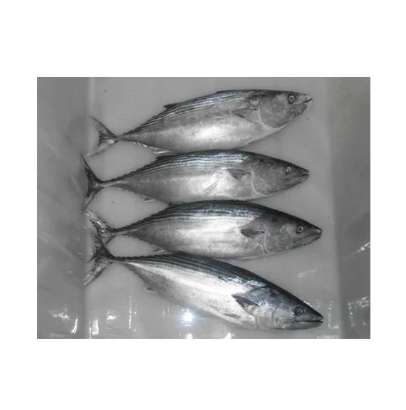 Купить весь замороженный тунец скипджек | Замороженные морепродукты по лучшей цене