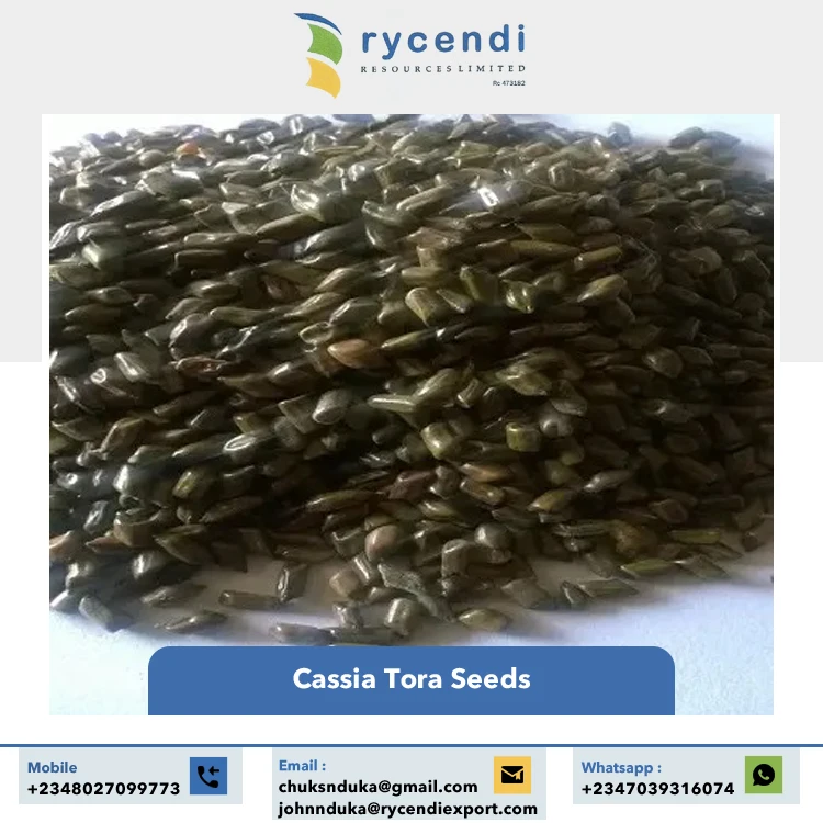 Single Spices & Herbs Product Best Quality Premium Grade Wholesale Natural Cassia Tora Seeds from Nigeria Origin Supplier