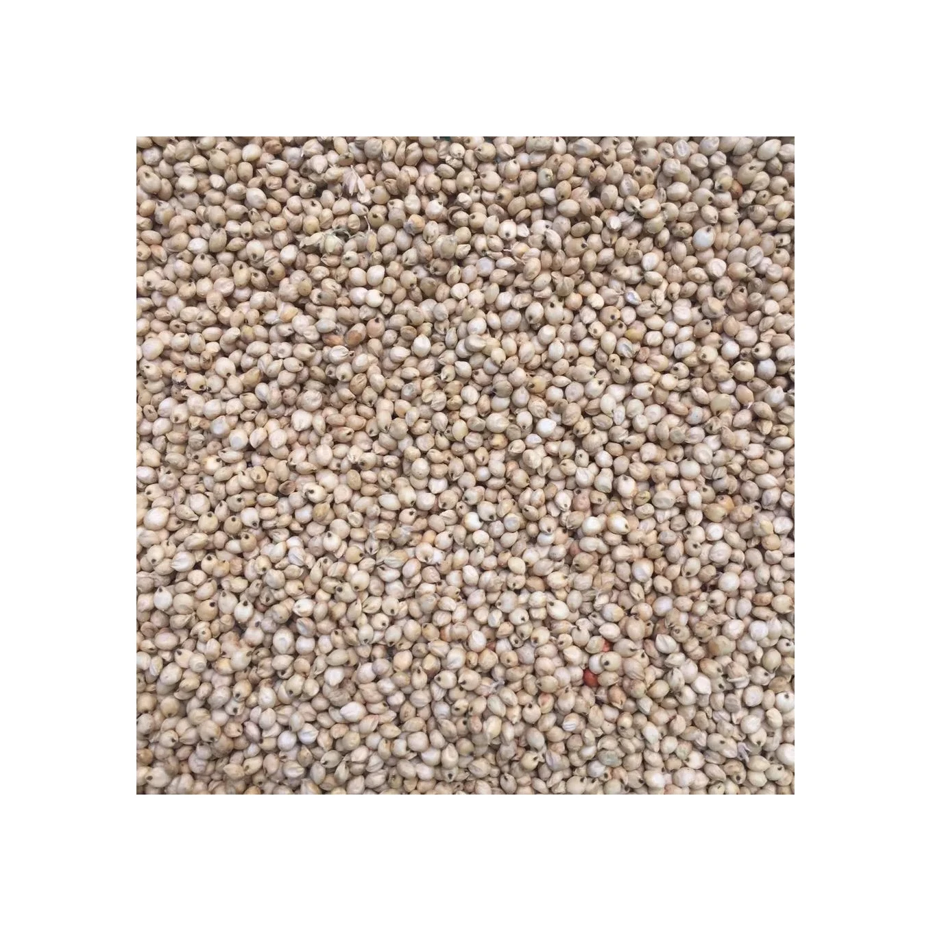 Sorghum White Milo Sorghum Grains Sorghum Price Per Ton for sale