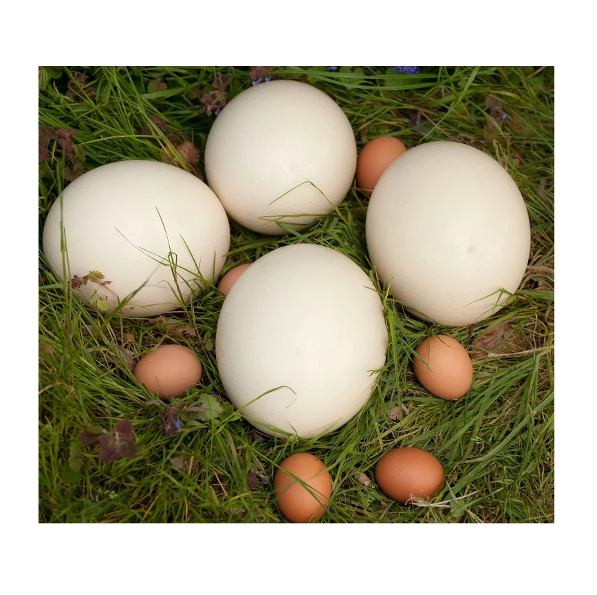 Ostrich Fertilized Eggs For Sale