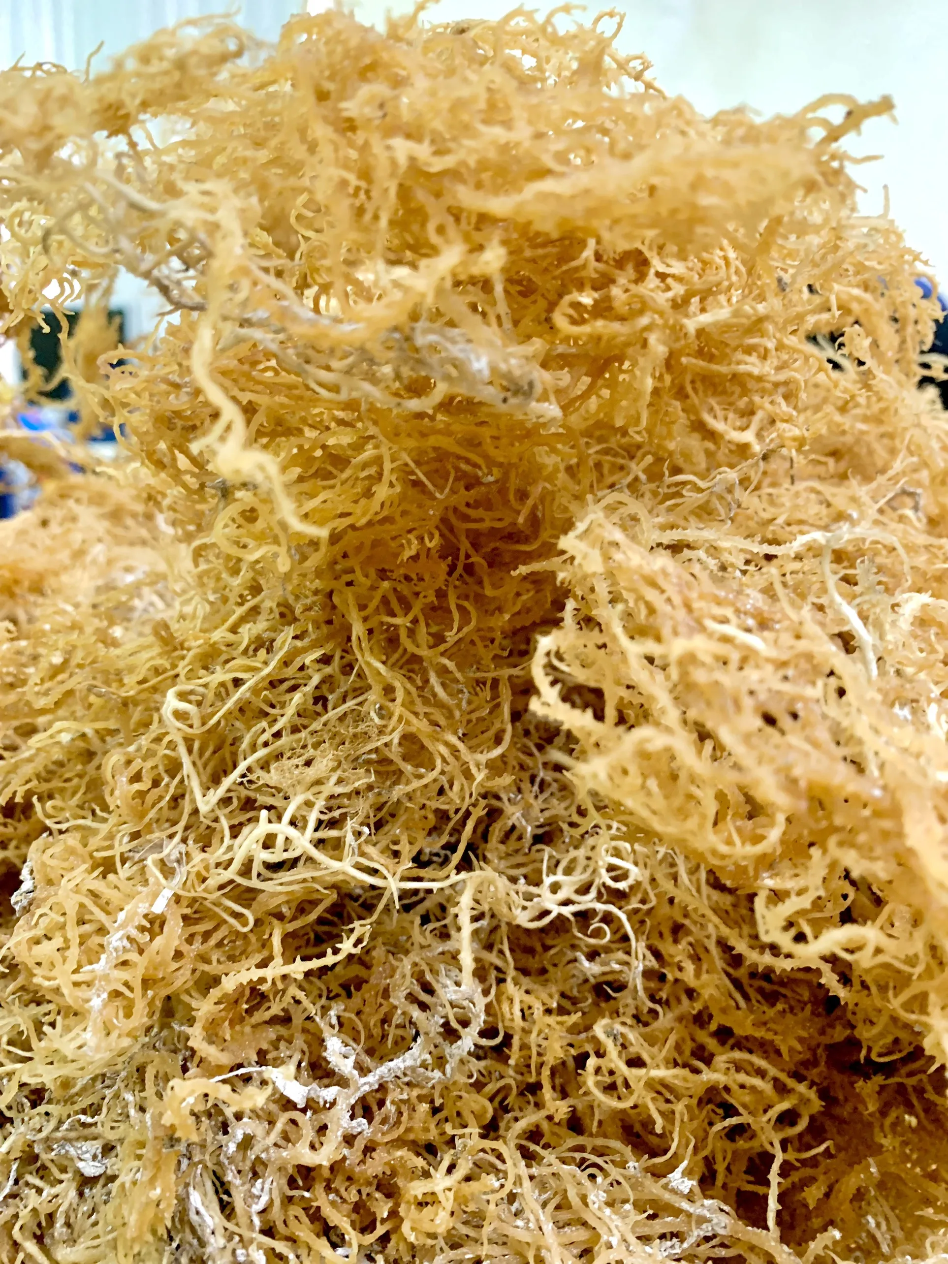 Сушеные морские водоросли irish Seamoss натуральные лучшие продажи за несколько месяцев