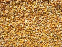 Yellow Corn Maize for Animal Feed Grade Dry Style Poultry First Quality Bulk Sales Manufacturing in