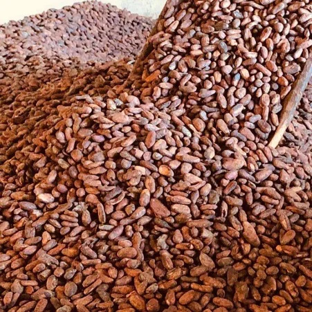 100% Cocoa Beans / Cocoa Seeds and Cocoa For Sale