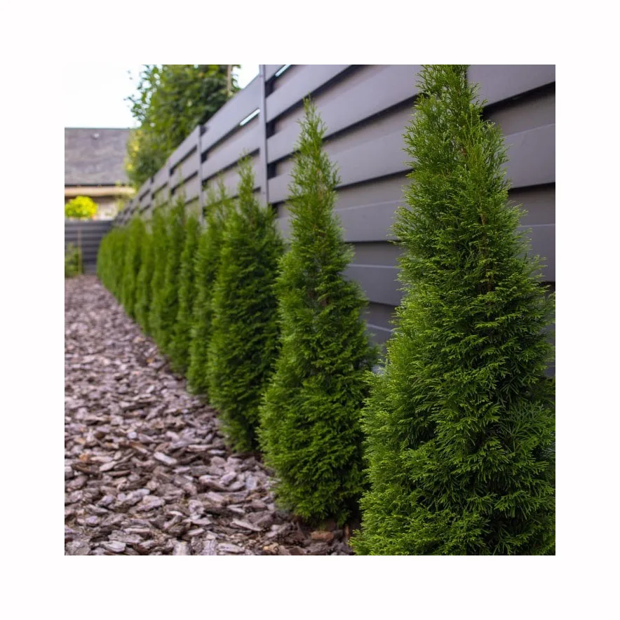 Озеленение ландшафта внутреннего и наружного дерева Arborvitaes