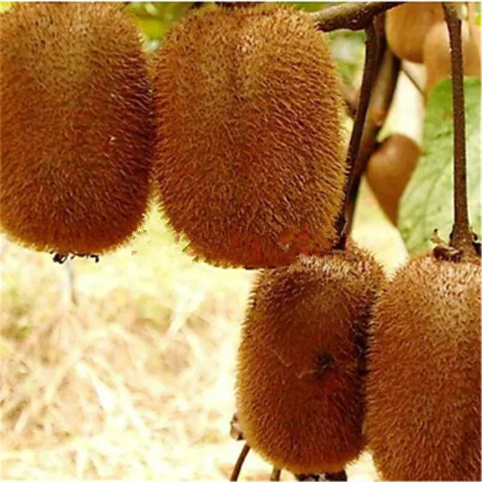 fertilizer granular npk 24-6-10 mango fertilizer for growth stage