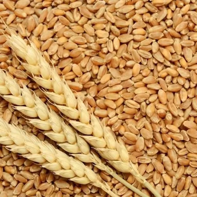 Organic First Grade Wheat Seeds in 50 Kg Bag Natural Wholegrain