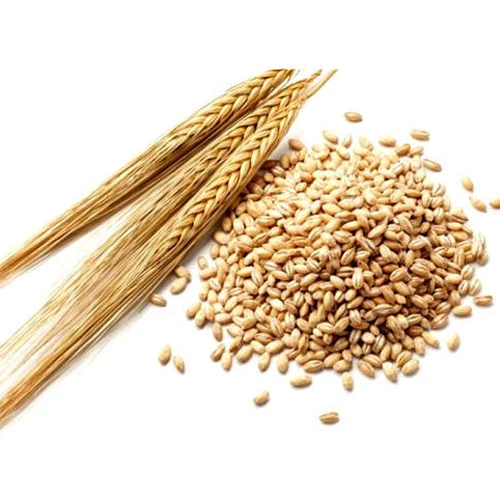 Hot Sales Delicious Taste High Grade Quality Soft and Hard Wheat Grains/Premium Quality