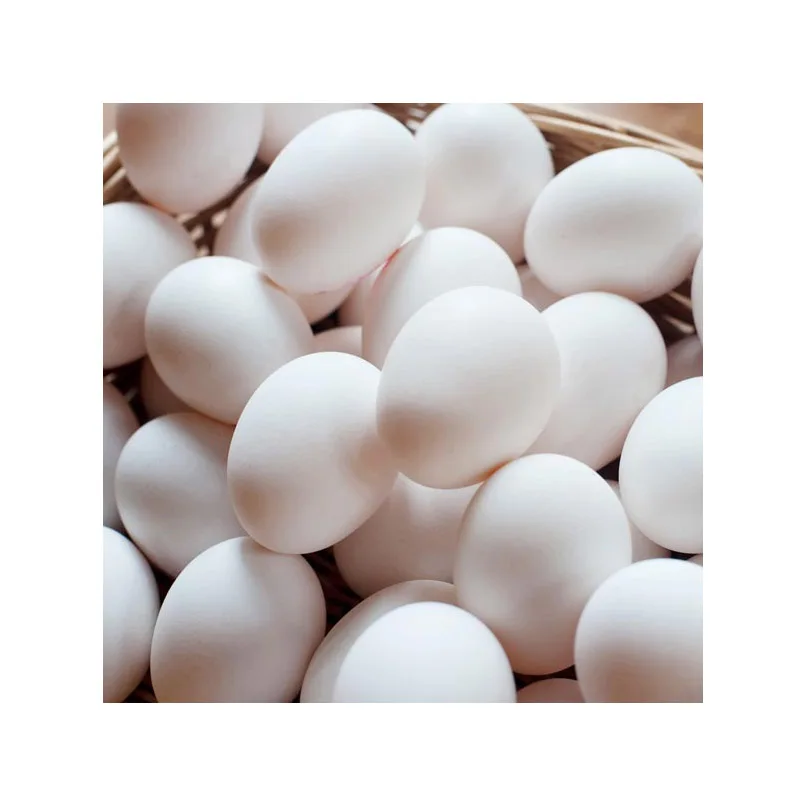 Farm Fresh Chicken Table Eggs White Shell Chicken Eggs in Brazil Style Color Shelf Origin For Sale In Cheap Price