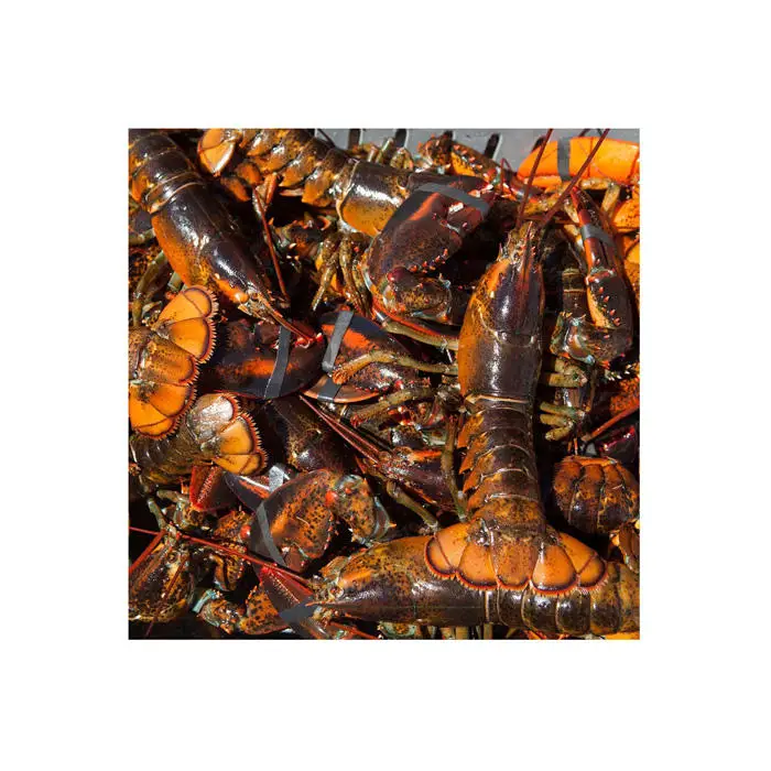 Wholesale Seafood Fresh And Best Quality Frozen Lobster, Lobster For Sale At low Price Wholesale price