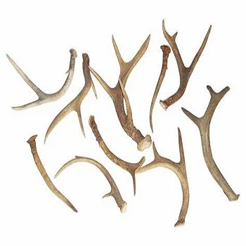 Buy Naturally shed Whole Red Deer Antlers  high Grade Whole Red Deer Antlers  in bulk available  at cheap price  available