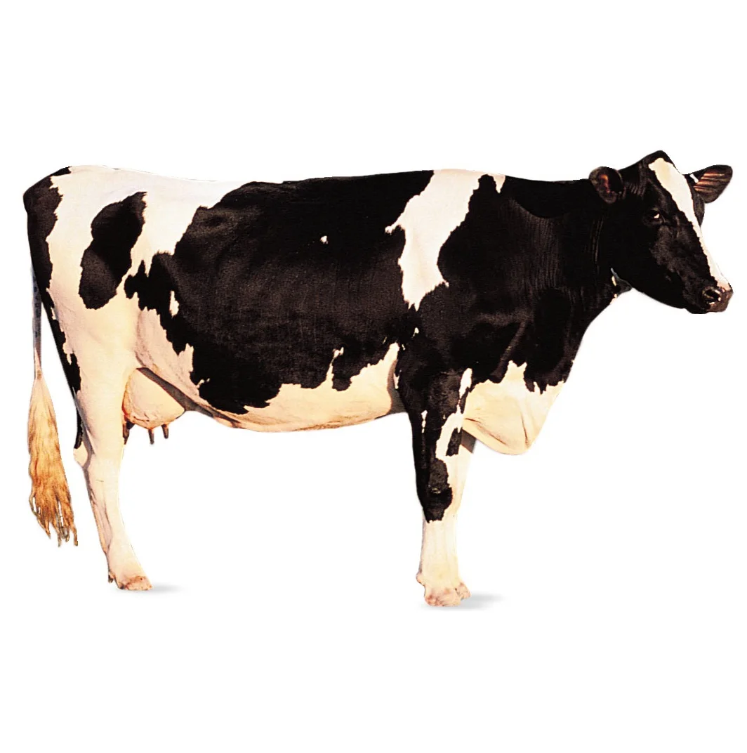 Горячая Распродажа по цене Holstein Friesian, живой скот в массовом количестве