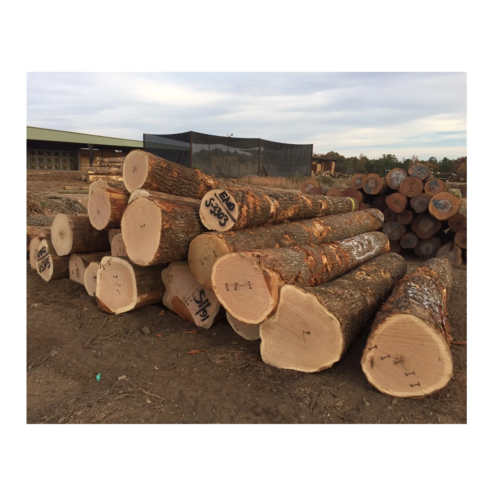 Top Quality Hard Wood Round Logs At Cheap Price
