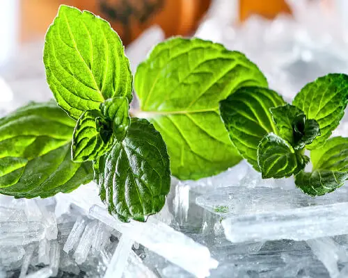 High Quality Menthol Crystal Wholesale Prices