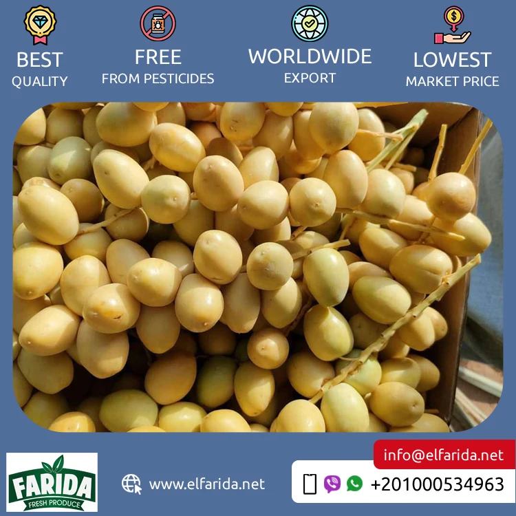 Egyptian Supplier Selling Good Quality Wholesale Sweet and Delicious Taste Natural Fresh Fruit Barhi Dates / Berhi Dates