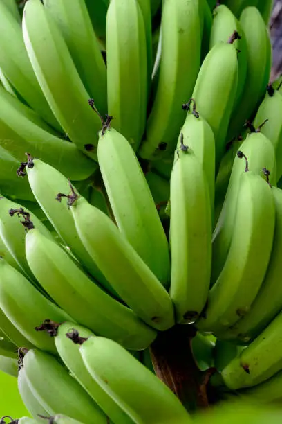 Fresh Banana