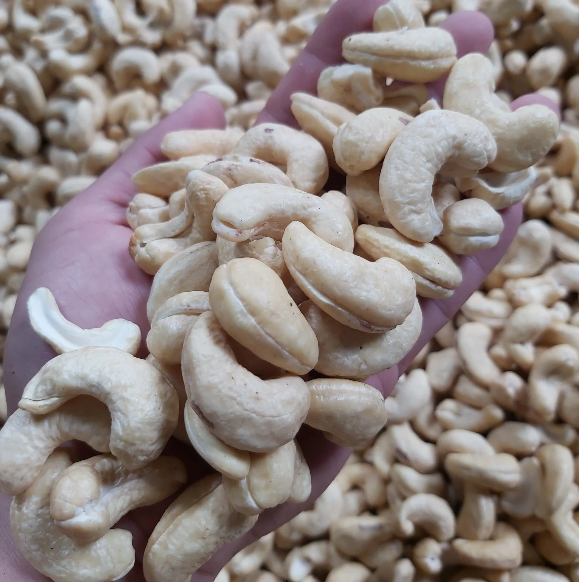 Vietnam Fresh Dried Processed CASHEW NUTS KERNELS in WW240 W240 W320 AFI Vacuum Bags for Food Applications  - ANNA DO