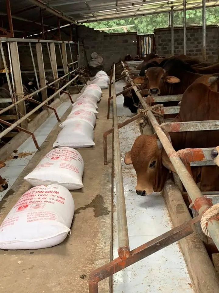 BEER RESIDUE Brewer Grain Brewer Yeast Powder For For Animal Feed High Quality Made From Vietnam Wholesale