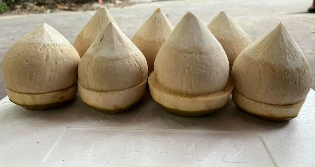 SEMI POLISHED COCONUT High Quality Sweet Flavor Natural Made In Vietnam Wholesale 2024 Natural Drinks  (tel 0084366808683)