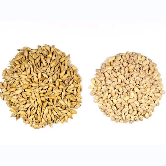 Зерна ячменя лучшего качества для солода солодовый корм и животных оптом ячмень зерно готово к экспорту