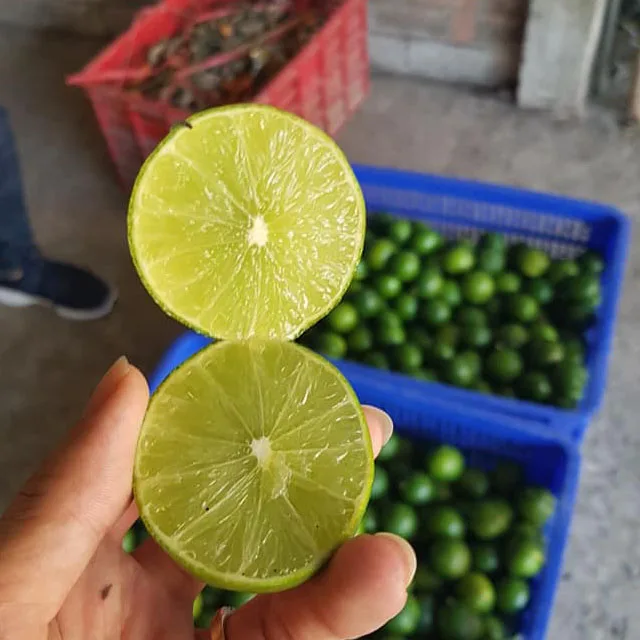 fresh green lime 8.jpg