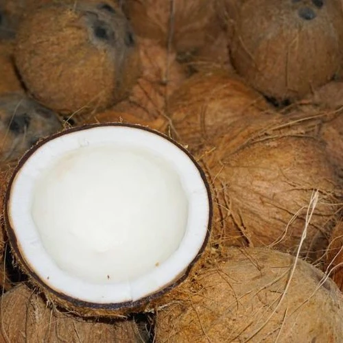 MATURED COCONUT/ SEMI HUSKED COCONUT/ HUSKED COCONUT from Vietnam supplier Reasonable Price -  Good quality 2023/ DC