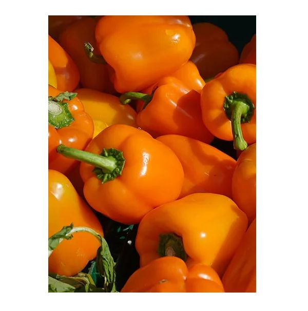Fresh Capsicum growers Cheap Bell Pepper Green Yellow Red Sweet Pepper
