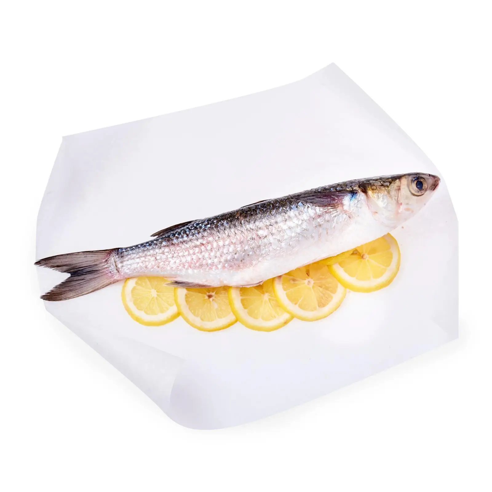 Замороженная серая тутовая рыба хорошего качества всех размеров