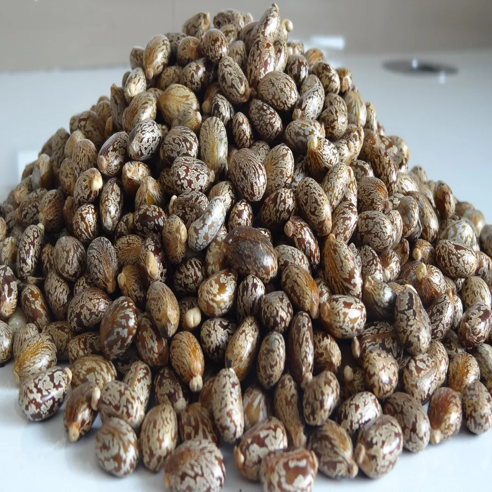 castor seeed-1000.jpg