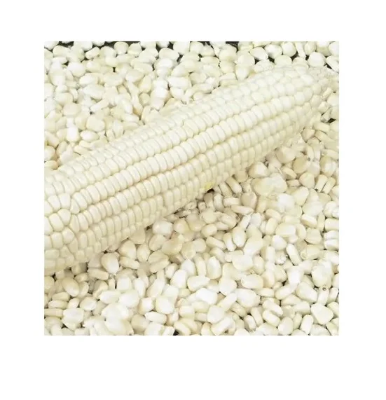 Best price Best quality Yellow Corn and White /Maize Grain Yellow Corn seed Animal Feed