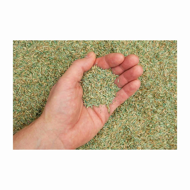 Wholesale Price Forage seeds for sale in bulk