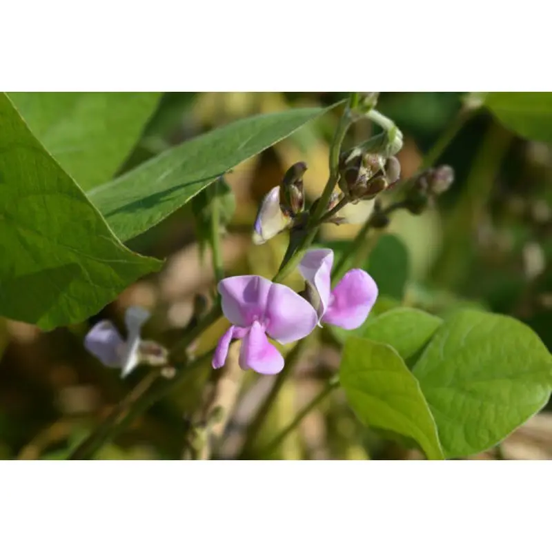 Индийские бобы свежие овощи Лидер продаж