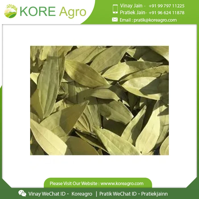 Best Quality Natural Organic Senna Leaves From Indian Supplier At Cheap Price