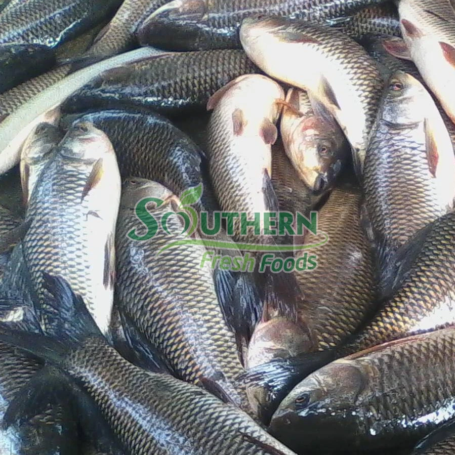 WR Farm Raised SFF Packaging standard wholesales price type certification seafood export Frozen Rohu-Rohu from Vietnam