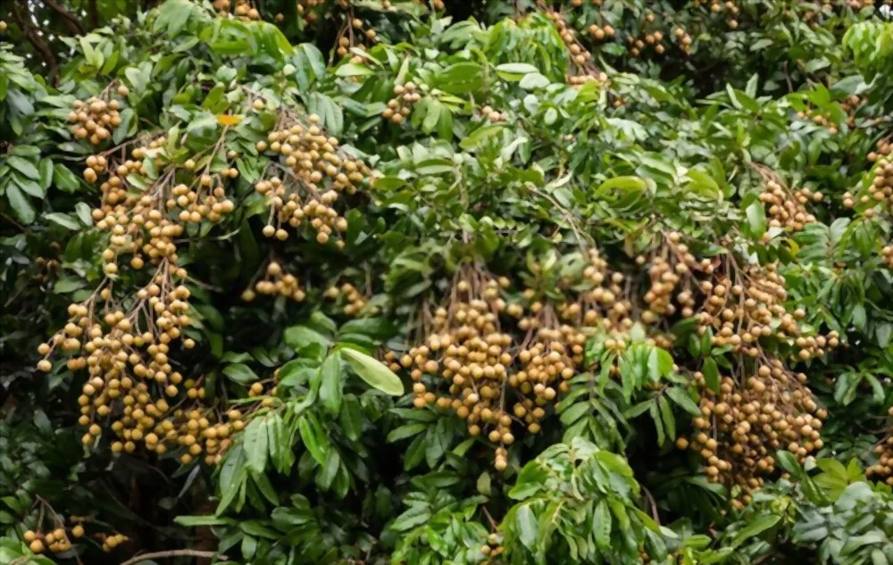 Вьетнамский высококачественный тропический фрукт Longan Premium Longan V.A.F вьетнамская сельскохозяйственная продукция