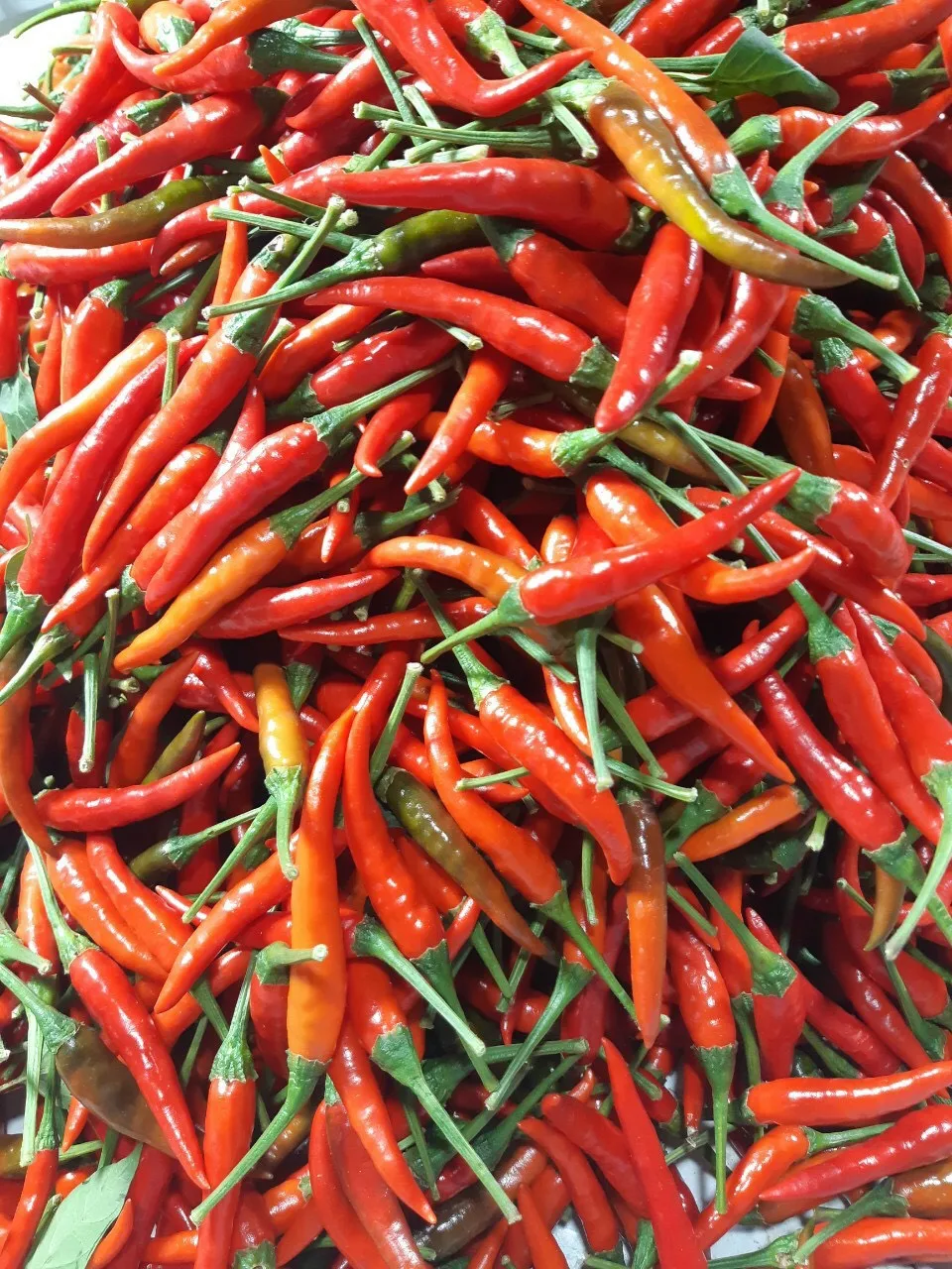 Fresh Red Chilli High Quality green chilli Supplier fresh red chilli pepper From Vietnam