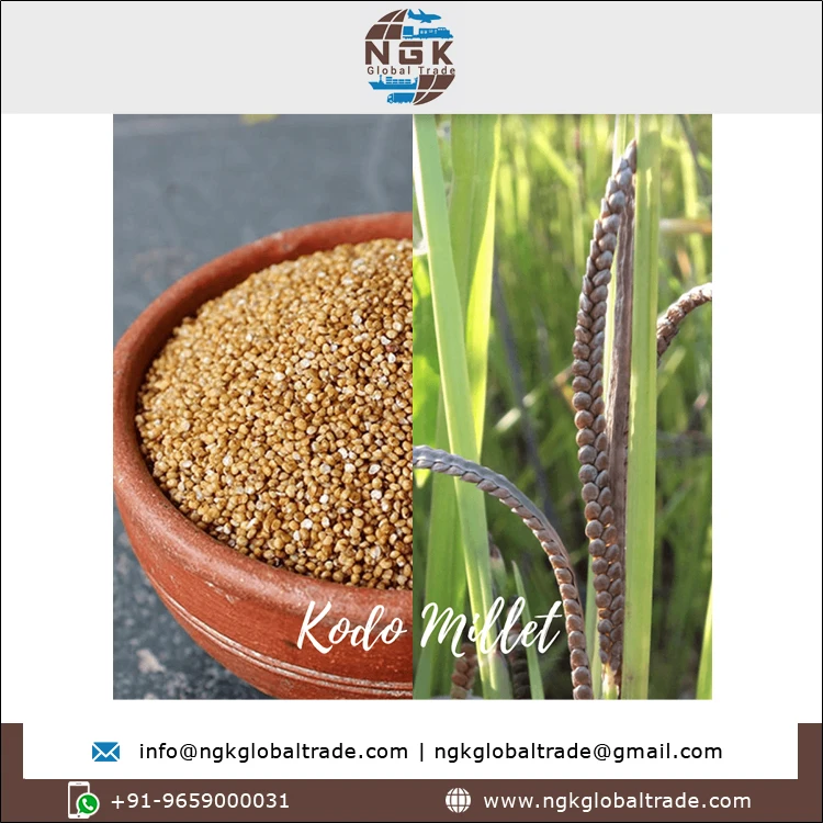 Best Buy Bulk Quantity High Quality Natural Taste Agriculture Grain 100% Pure Kodo Millet for Wholesale Buyers