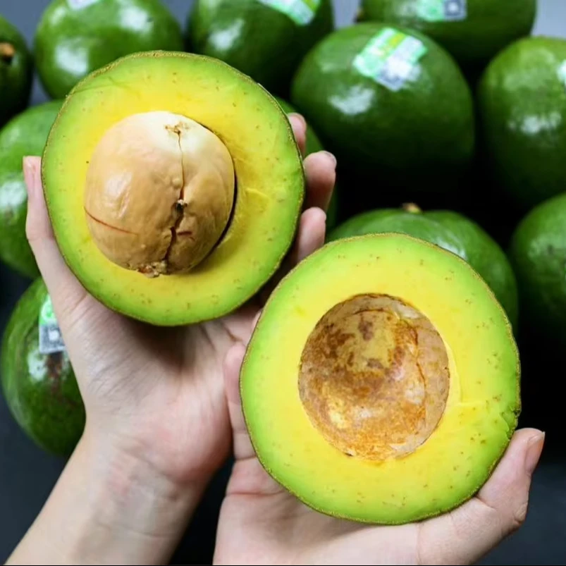 Fresh Avocado is a famous product high quality best price fresh fruit export from supplier