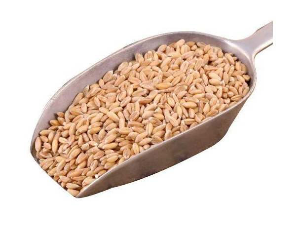 PREMIUM QUALITY whole grain wheat for sale wheat grain wholesale buy wheat grain