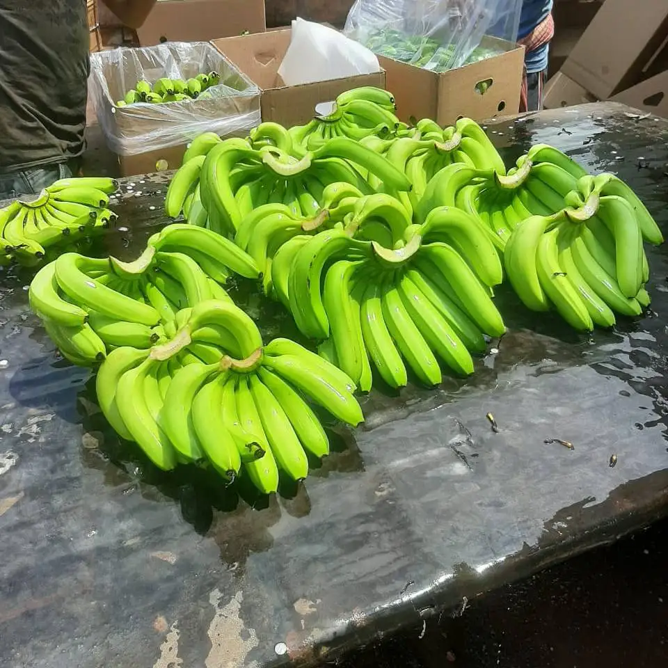 Оптовая продажа зеленый банан свежий с Заводской ценой 100% натуральный для продажи-экспорт по всему миру