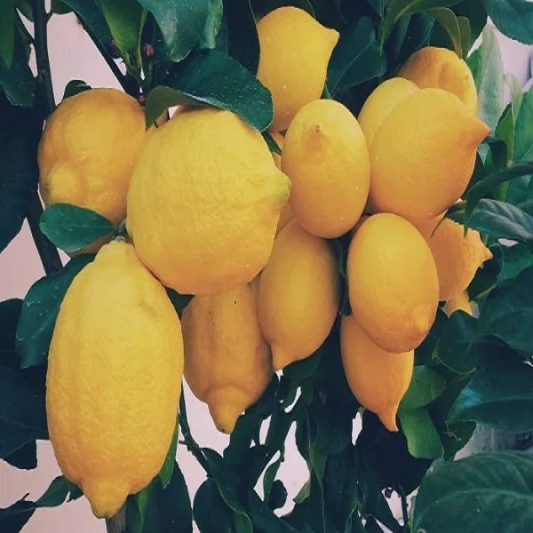 Fresh Yellow lemon