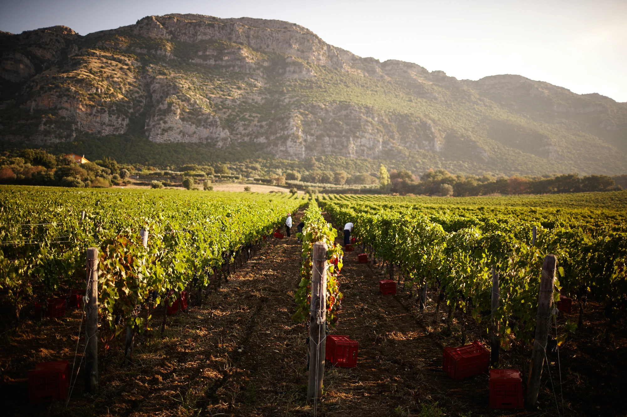 Top Quality PIAN DI STIO IGP Paestum Fiano Organic 2020 750ml alcohol 13% italian white table wine for sell