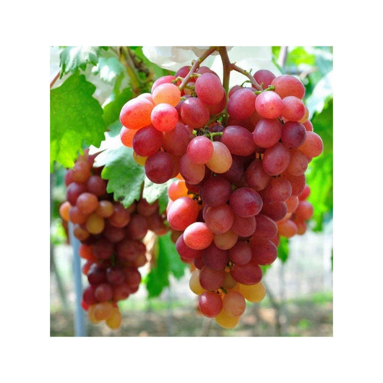 No one beats our Seedless Grapes- Quality Seedless Grapes