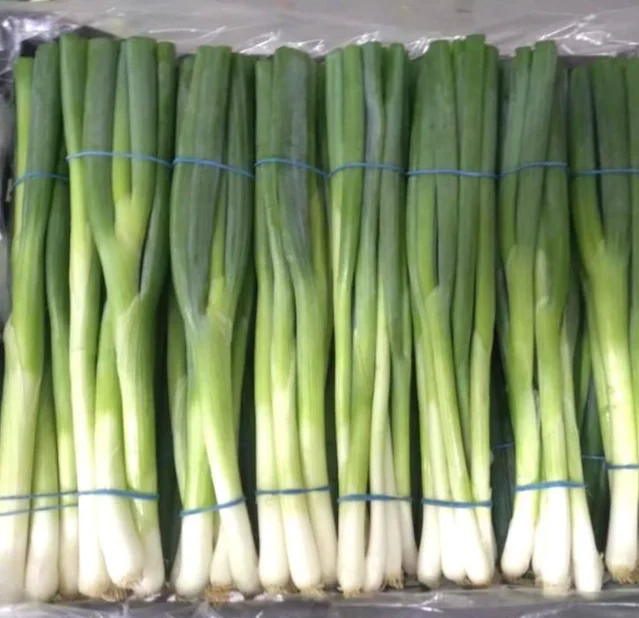 spring onion fresh and clean
