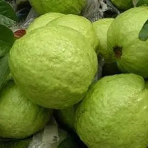 GUAVA Max Bag Green Sweet Style Packing Organic Color Weight Skin Method Natural ORIGIN Type Shape FLESH Quality Size Product